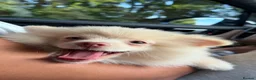 Pomeranian dogs for sale: Green Eyed Creme Pomeranian Puppy  in London - Advert 4