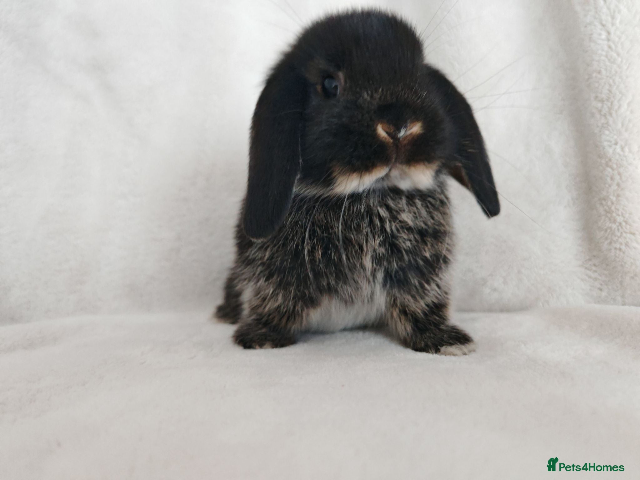 Mini Lop rabbits Beautiful Male Mini Lop's - Advert 13