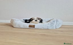 Shih Tzu dogs for sale: Shihtzu  - Image 4