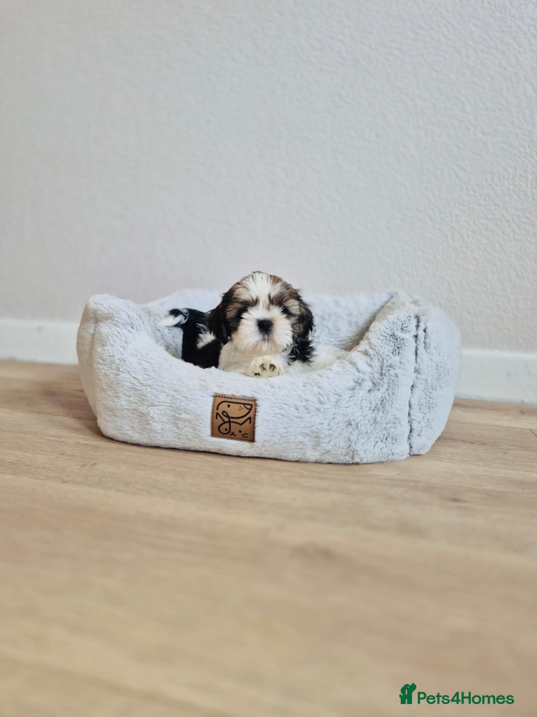 Shih Tzu dogs for sale: Shihtzu  - Image 4