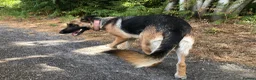 Mixed Breed dogs for sale: German Shepherd bitch family and farm guard dog - Advert 3