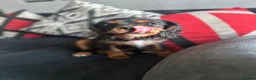 Cavalier King Charles Spaniel dogs for sale: Beautiful cavalier King Charles spaniel  - Advert 4