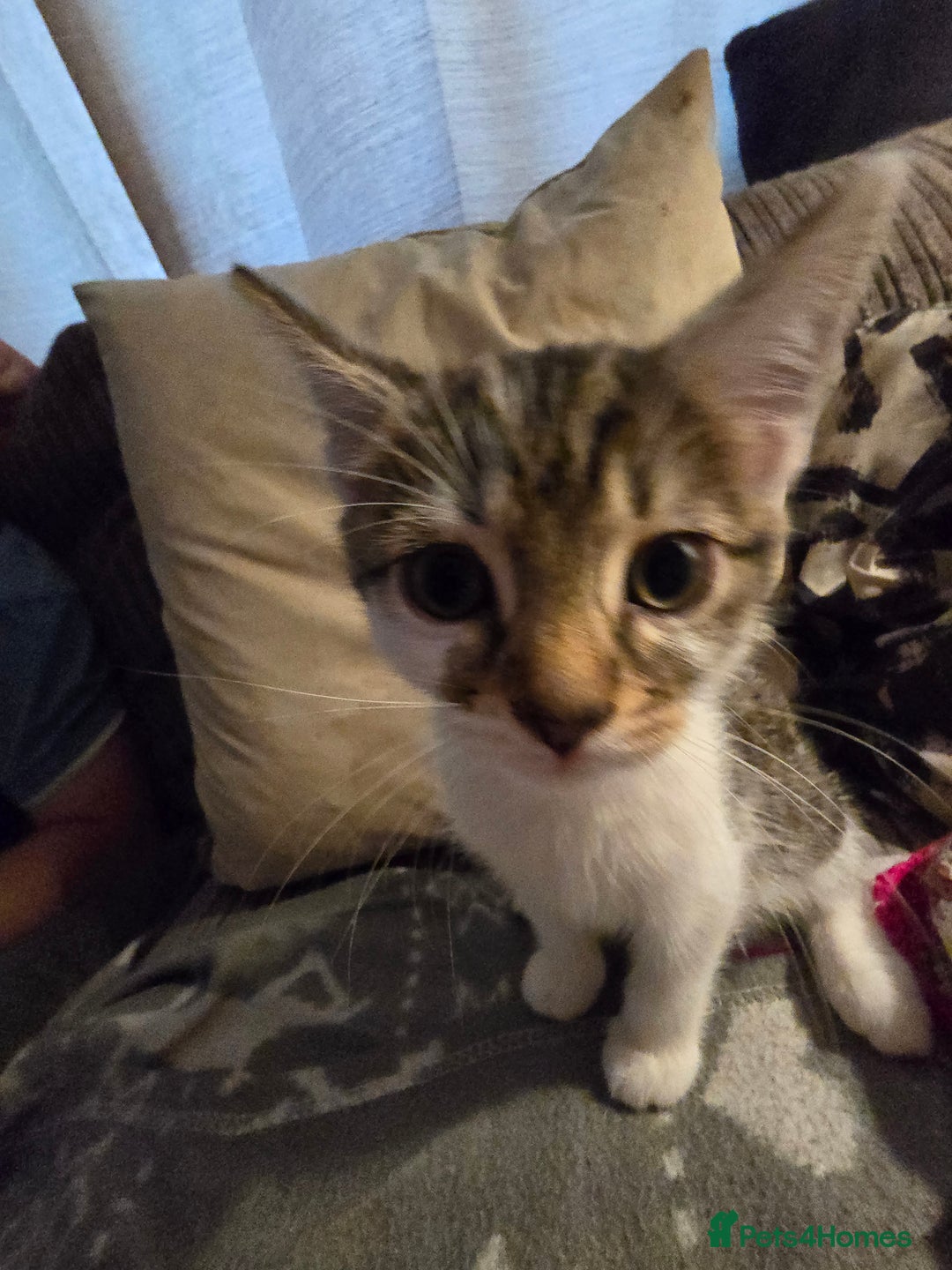 Domestic Shorthair cats for sale: Kittens for sale - Image 4