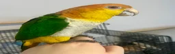 Parrots birds for sale: Bonded pair of yellow thighed caiques  - Advert 4