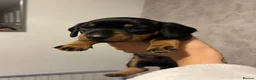 Miniature Dachshund dogs for sale: Pedigree registered miniature dachshund in Tamworth - Advert 8