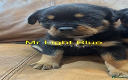 Rottweiler dogs for sale: KC Registered German Rottweiler Puppies - Image 4