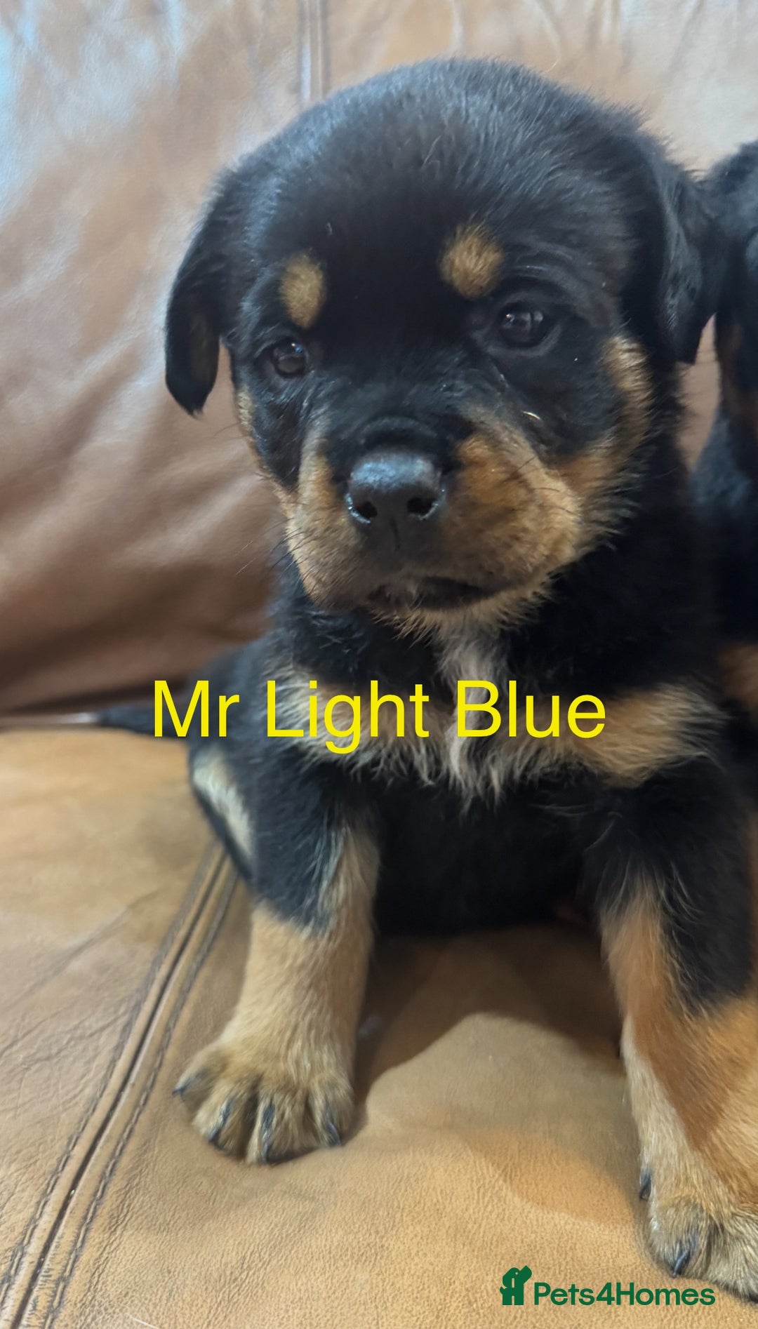 Rottweiler dogs for sale: KC Registered German Rottweiler Puppies - Image 4