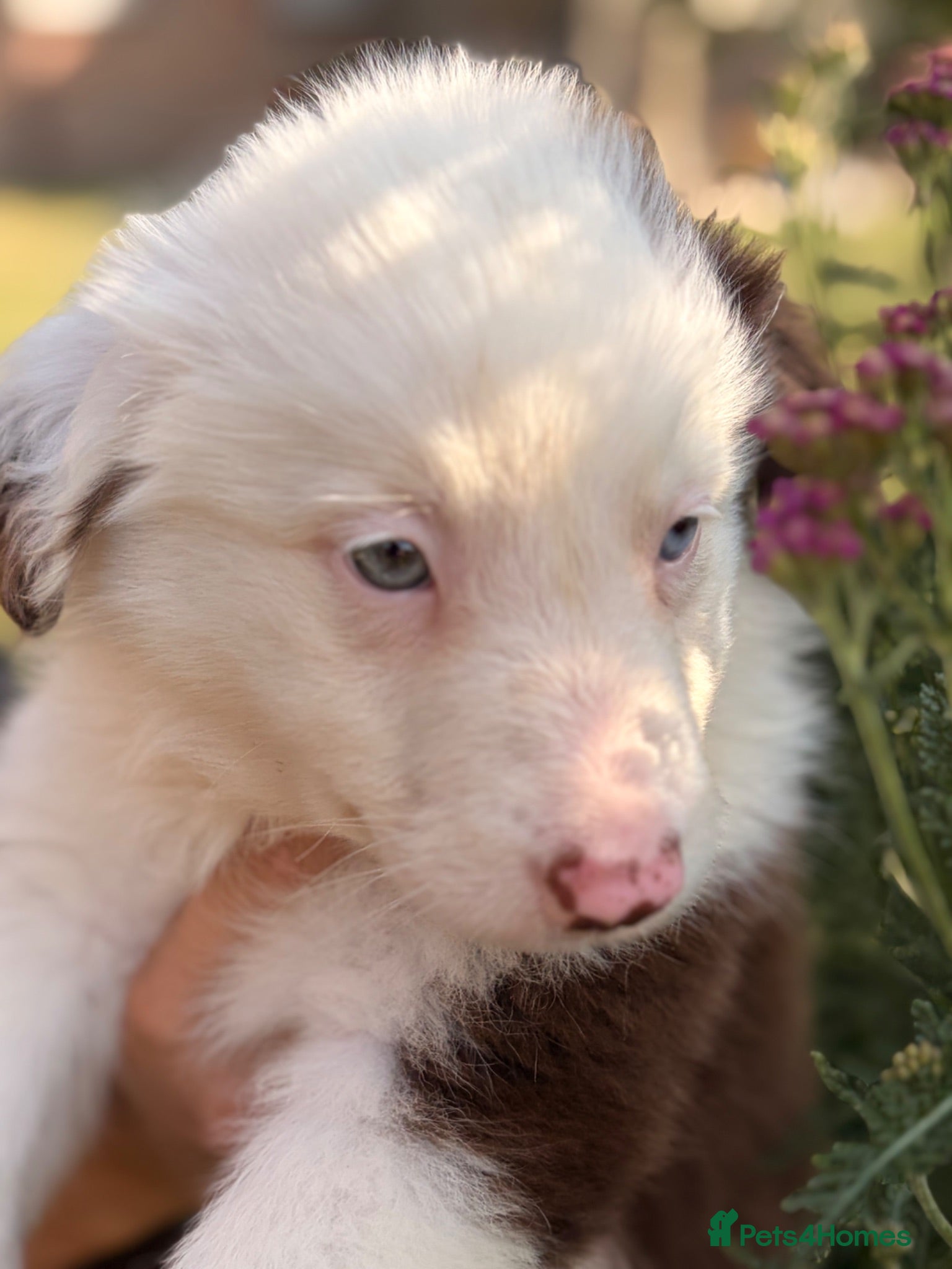 Border Collie dogs BEAUTIFUL BC PUPS, HEALTH TESTED CLEAR PARENTS  - Advert 2