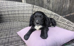 Cocker Spaniel dogs for sale: kc cocker spaniels registered pups - Image 7