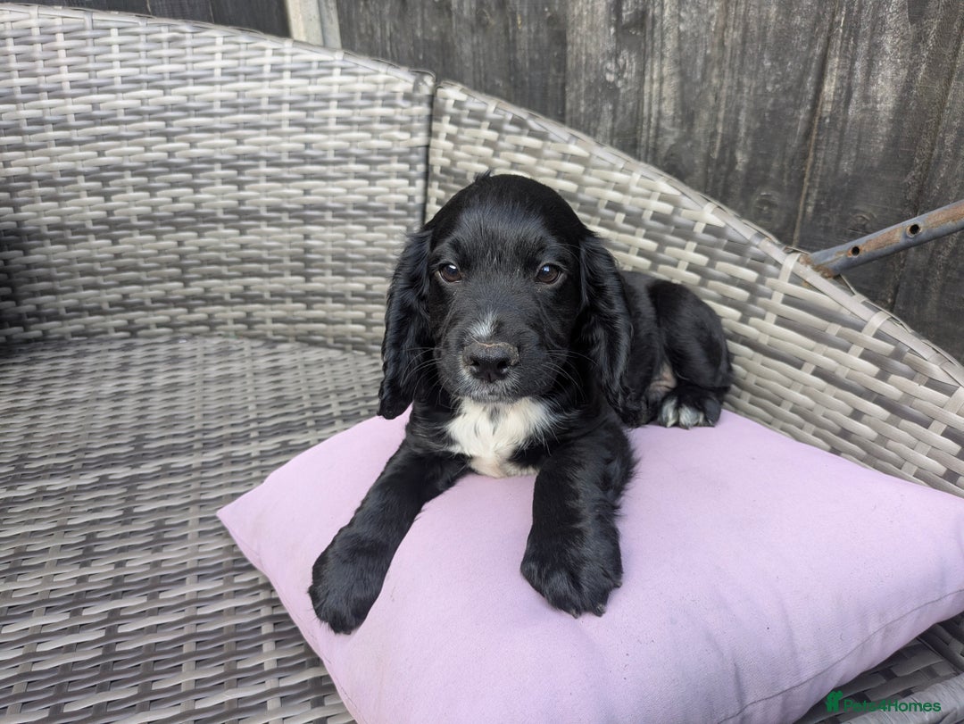 Cocker Spaniel dogs for sale: kc cocker spaniels registered pups - Image 7