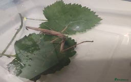 Stick Insects invertebrates for sale: Indian stick insects nymphs, juveniles and mature  - Image 4