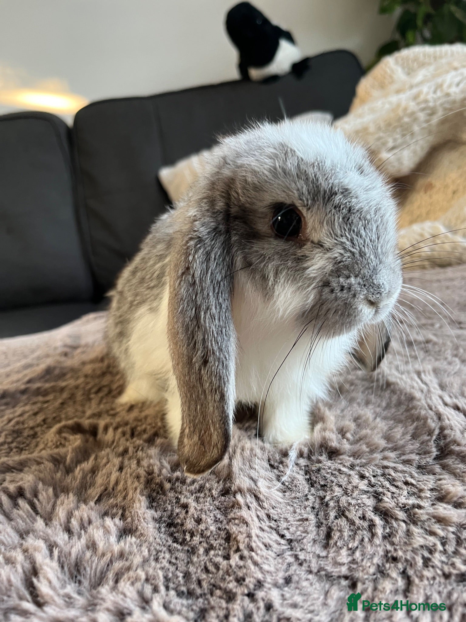 Mini Lop rabbits 🐰 Beautiful Bunny’s 🐰  - Advert 1