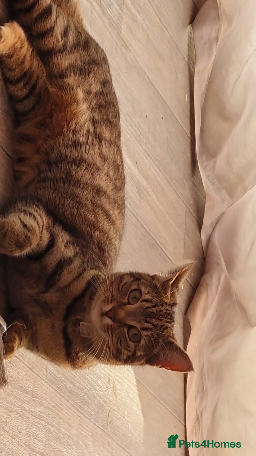 Mixed Breed cats for sale: Kittens  - Advert 10