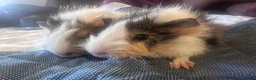 Guinea Pig rodents for sale: Long haired male guinea pig brothers  - Advert 11