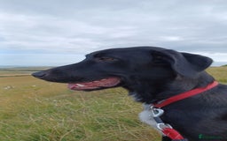 Mixed Breed dogs for sale: Mr pickle - Image 16