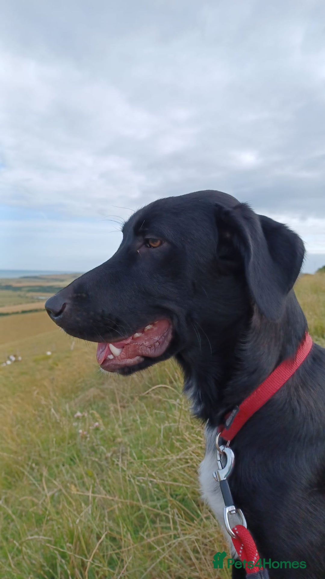 Mixed Breed dogs for sale: Mr pickle - Image 16