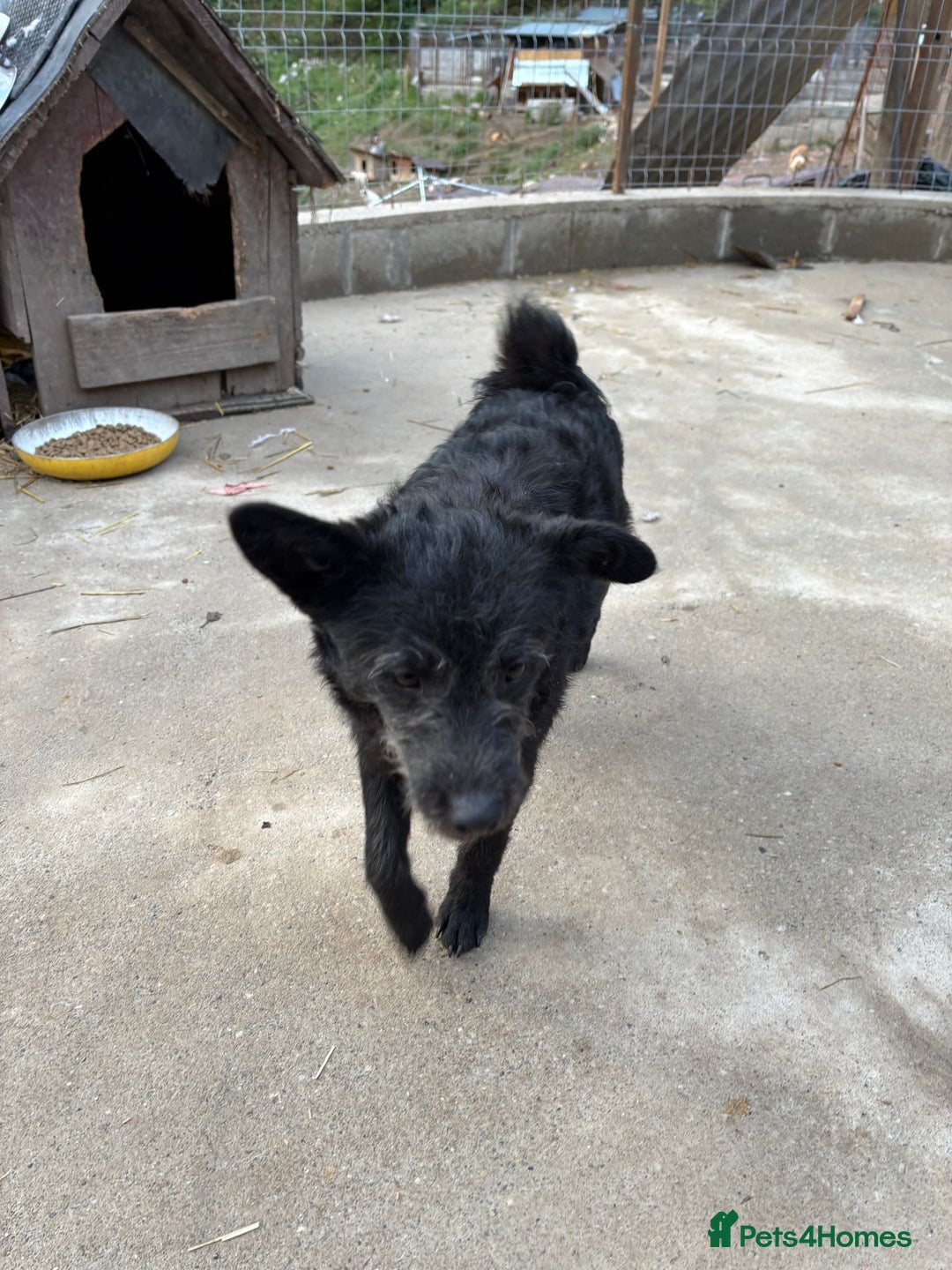 Mixed Breed dogs for adoption: Small dog needs a home! Meet Codi! - Advert 6