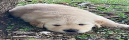 Golden Retriever dogs for sale: Golden retriever puppies  in Bognor Regis - Advert 6