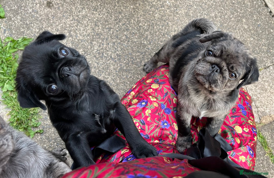 Pug dogs for sale: Last Merle boy, price reduced again! - Image 9