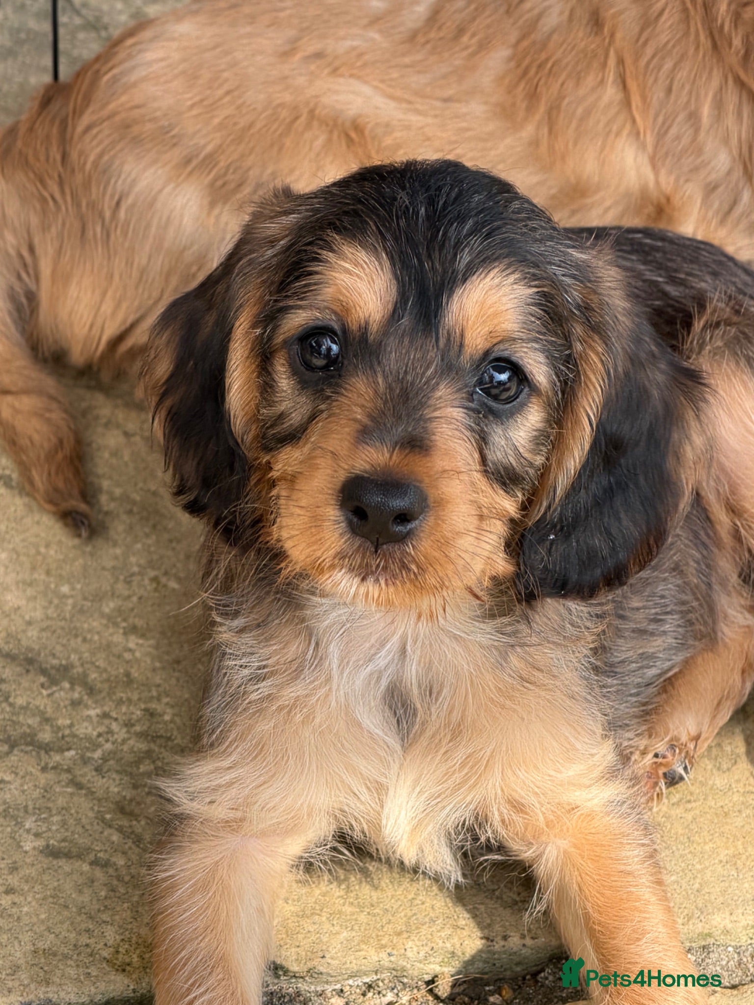 Mixed Breed dogs Beautiful Miniature Austrailian Labradoodle pups - Advert 2