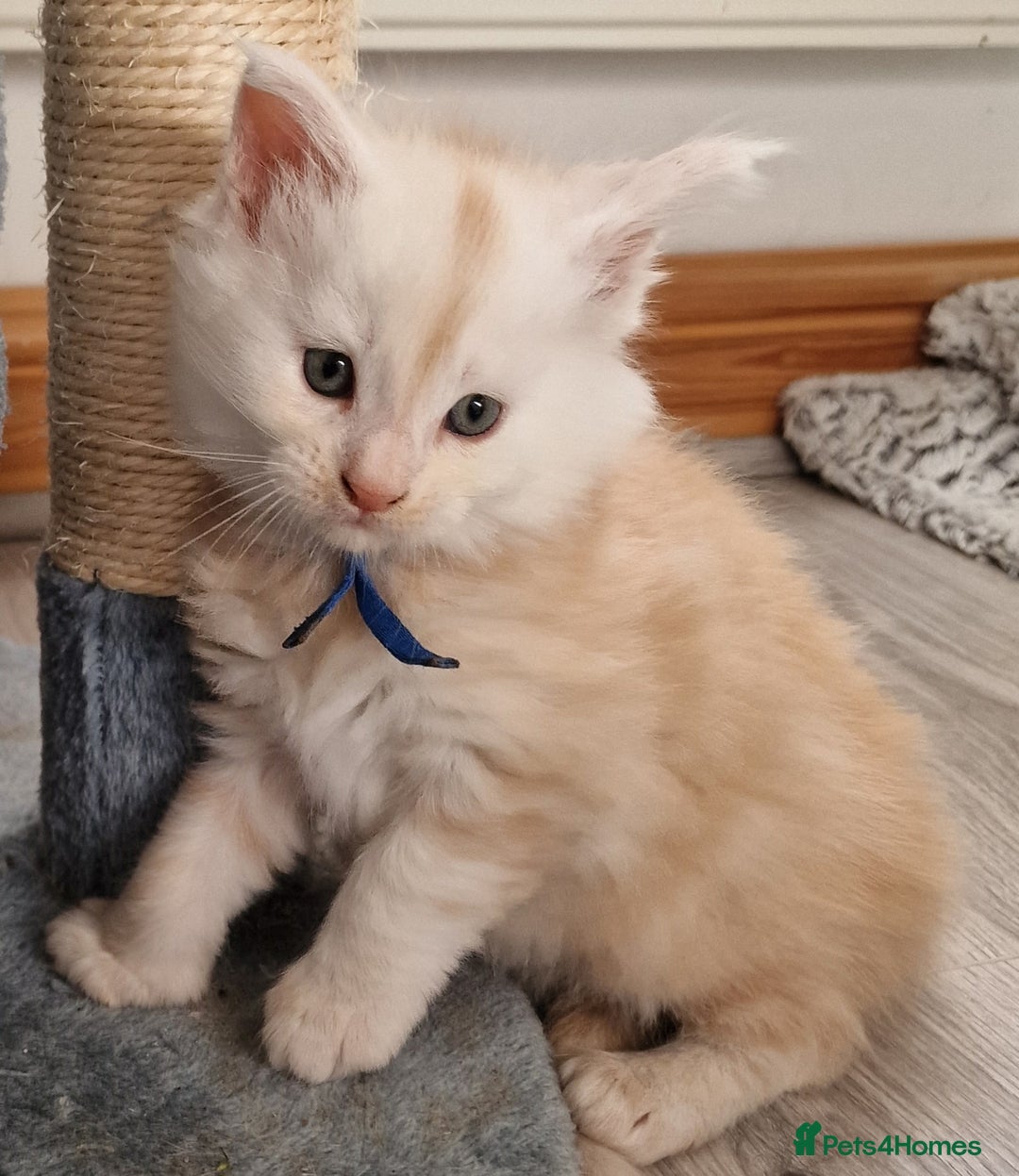 Maine Coon cats for sale: Beautiful Fluffy Maine Coon Kittens - Image 6