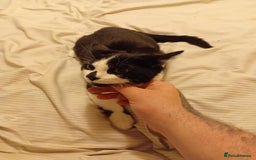 British Shorthair cats for sale: Good home wanted  - Image 3