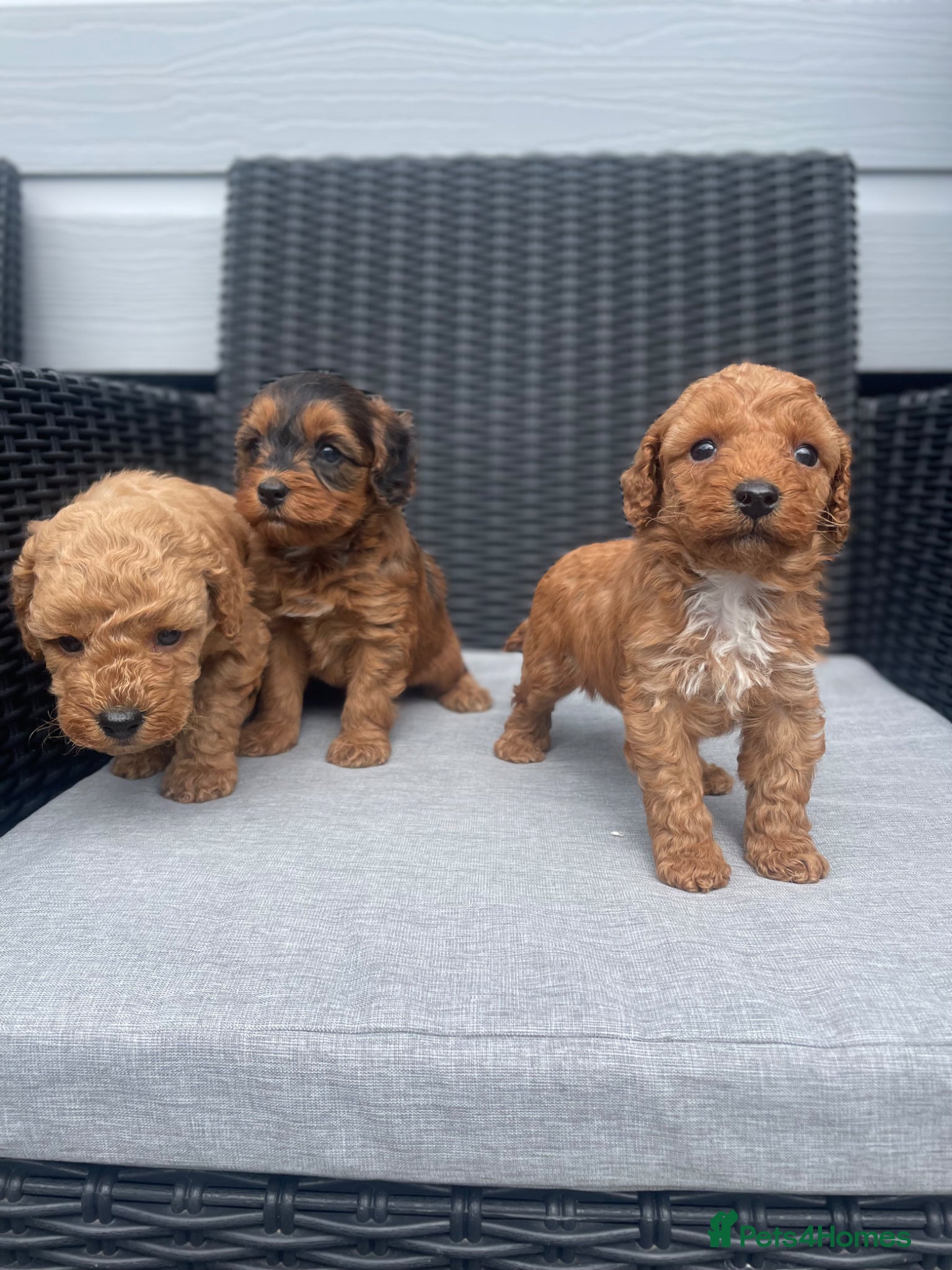 Cockapoo dogs beautiful Cockapoos ready in 2 weeks  😍😍 - Advert 2