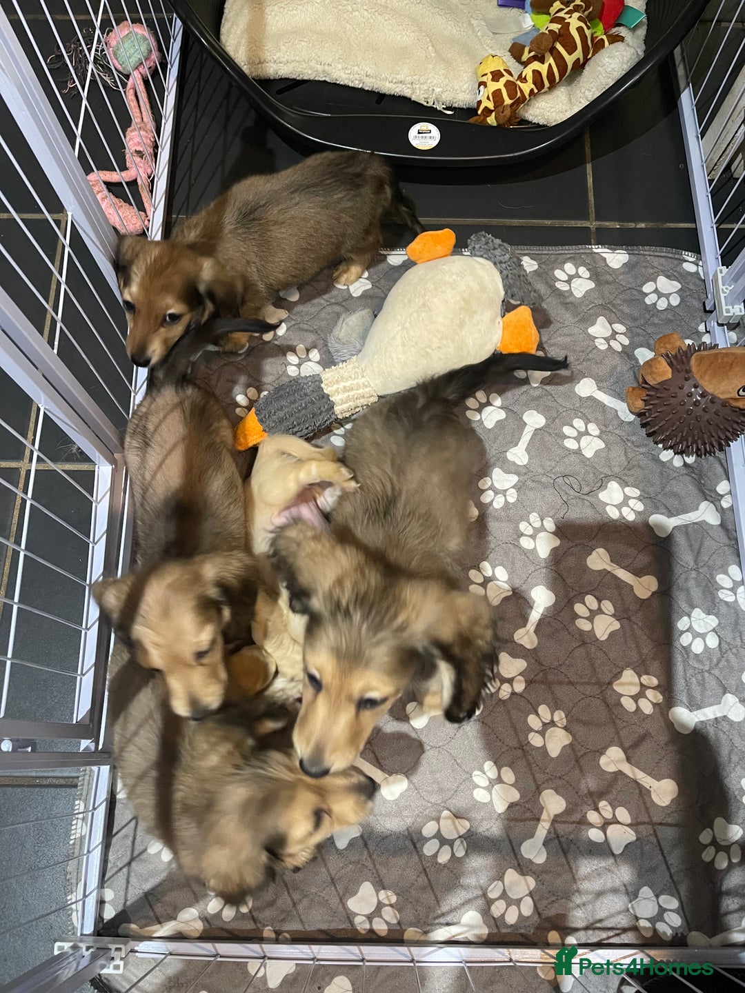 Miniature Dachshund dogs for sale: Quality KC Minature Longhaired Dachshund for sale  - Image 15