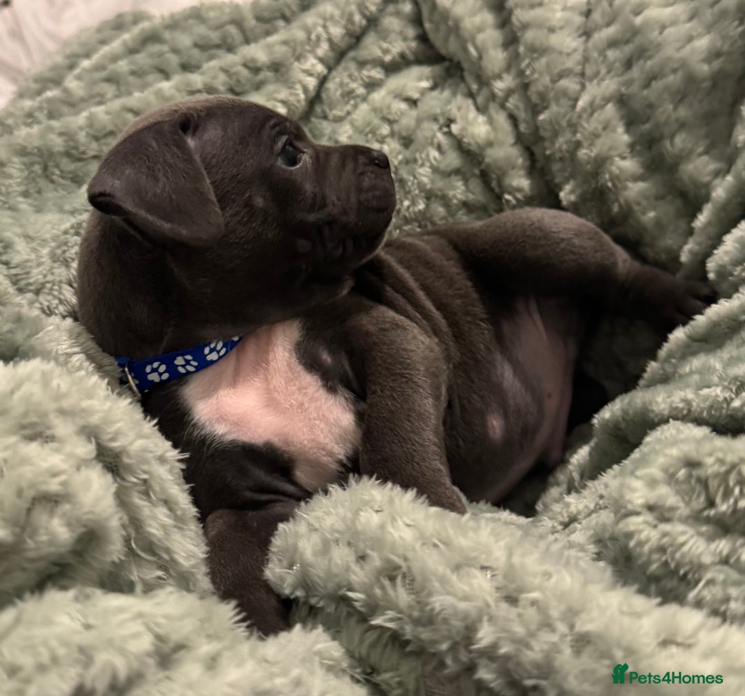 Staffordshire Bull Terrier dogs for sale: Stunning KC Blue Staffordshire Bull Terrier Pups - Image 5