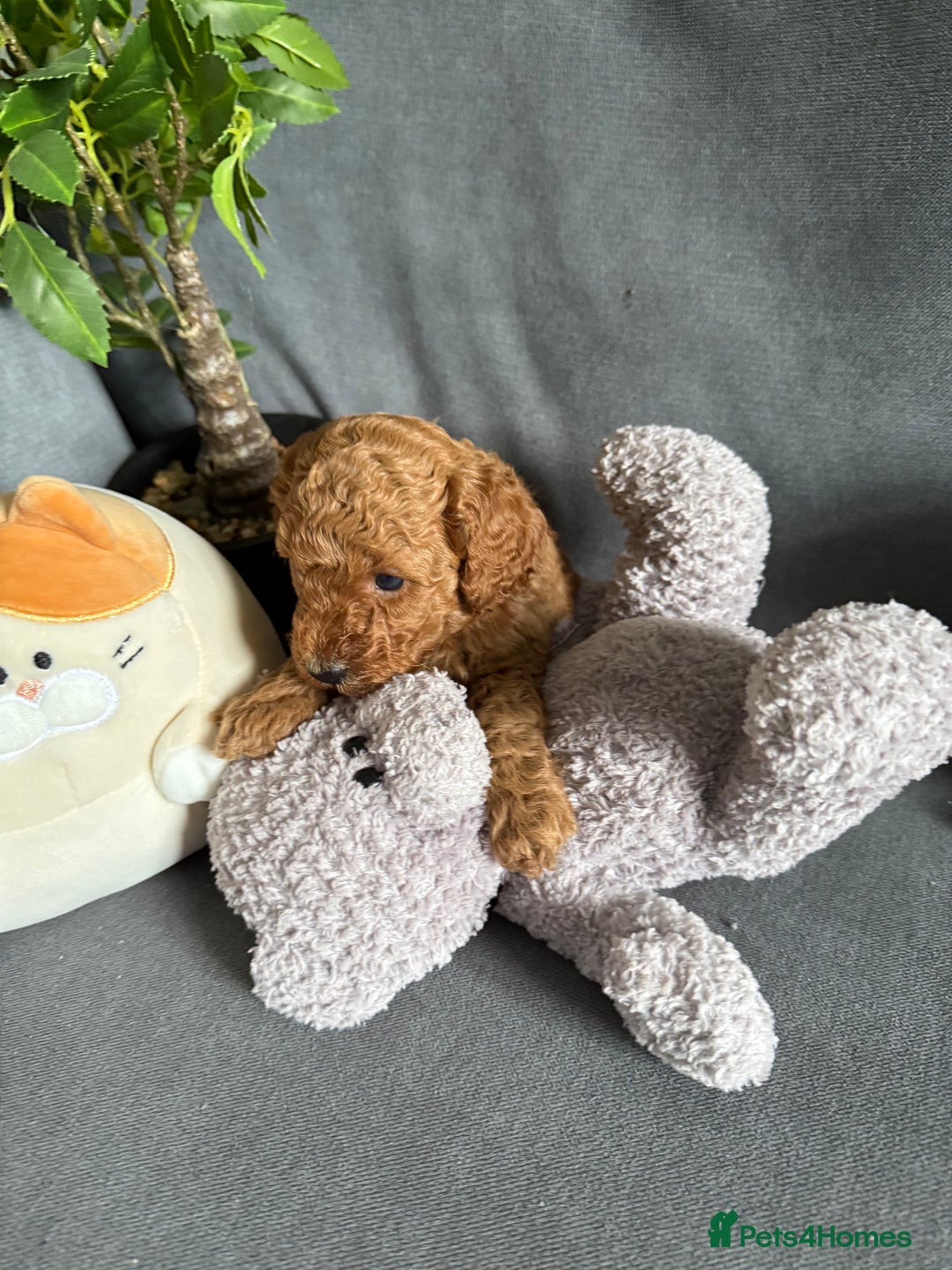 Cavapoo dogs for sale: F1B cavapoo puppies - Image 7