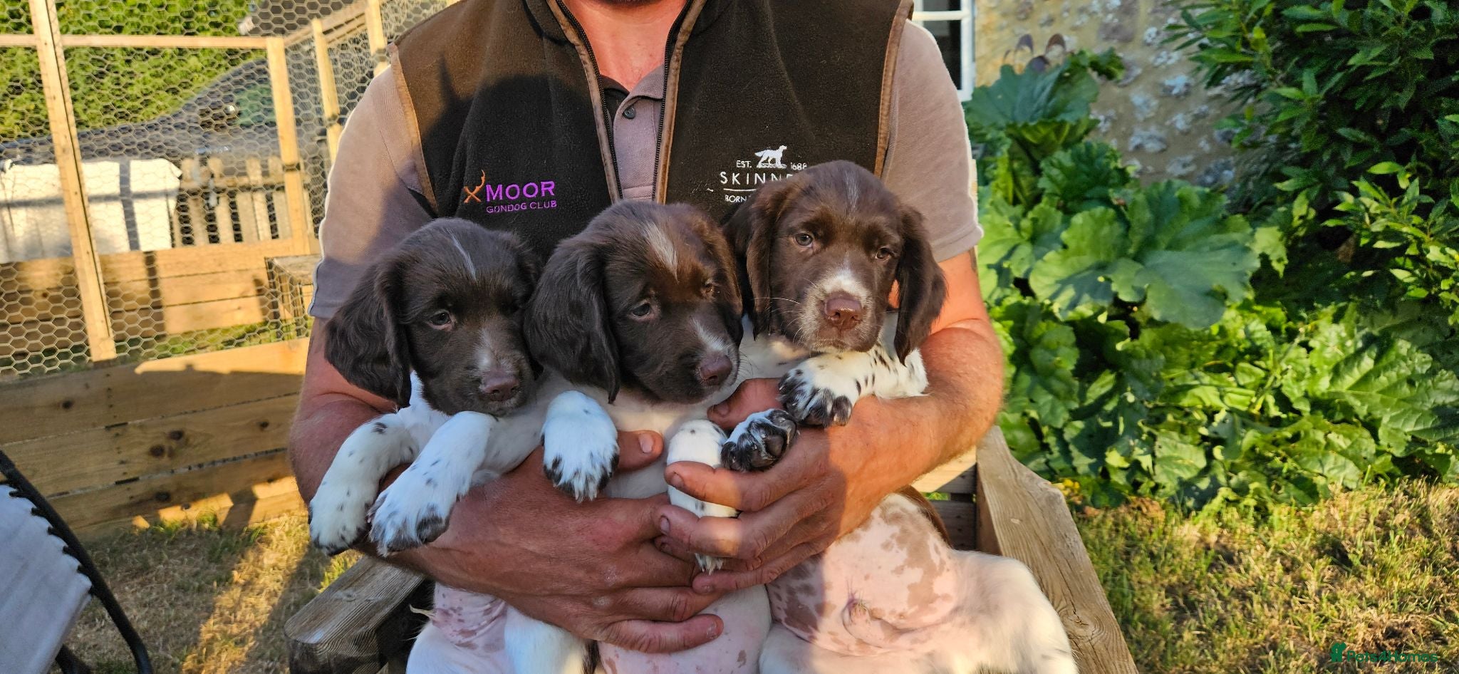 English Springer Spaniel dogs KC Registered English Springer Spaniels Puppies  - Advert 1