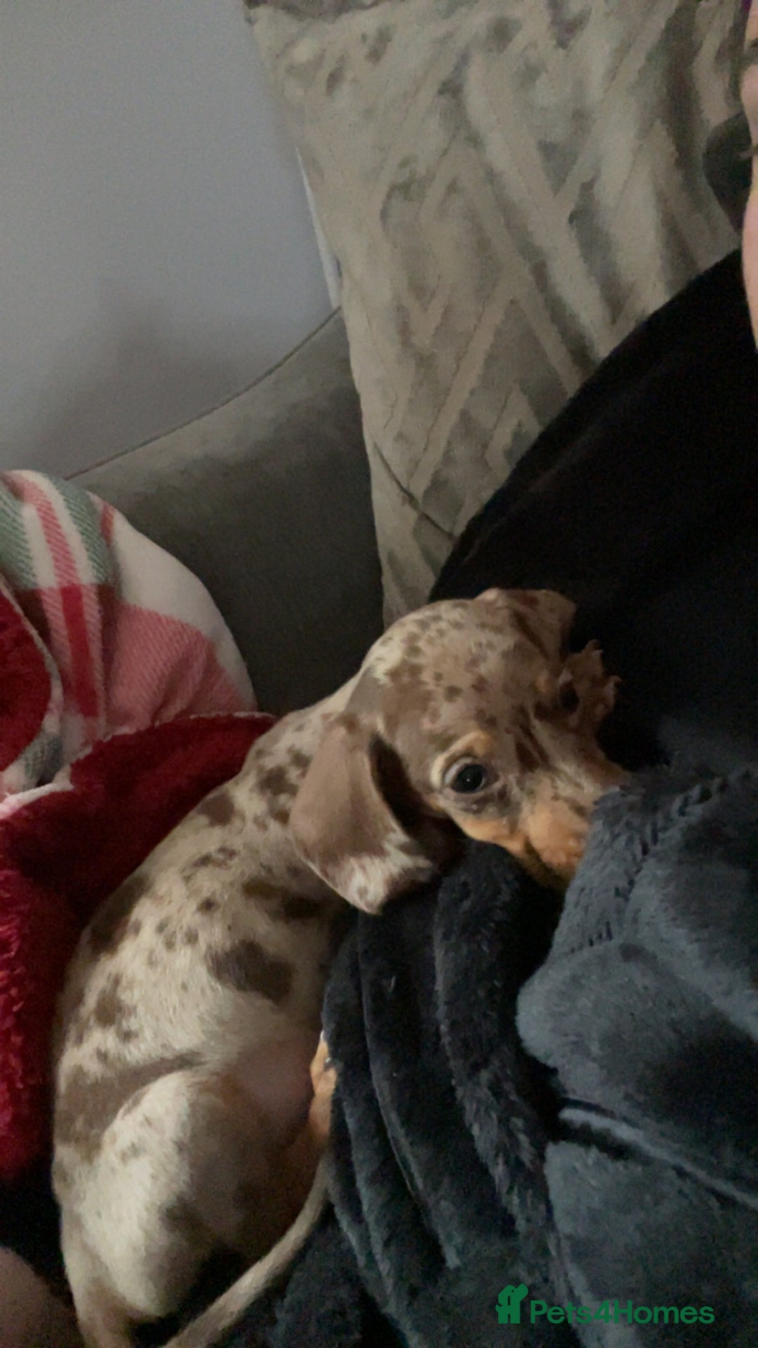 Miniature Dachshund dogs for sale: Miniature dachshund - Advert 2