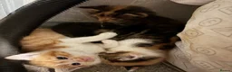 Mixed Breed cats for sale: 4 beautiful kittens  - Advert 6