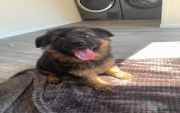 German Shepherd dogs for sale: German shepherd  - Image 3