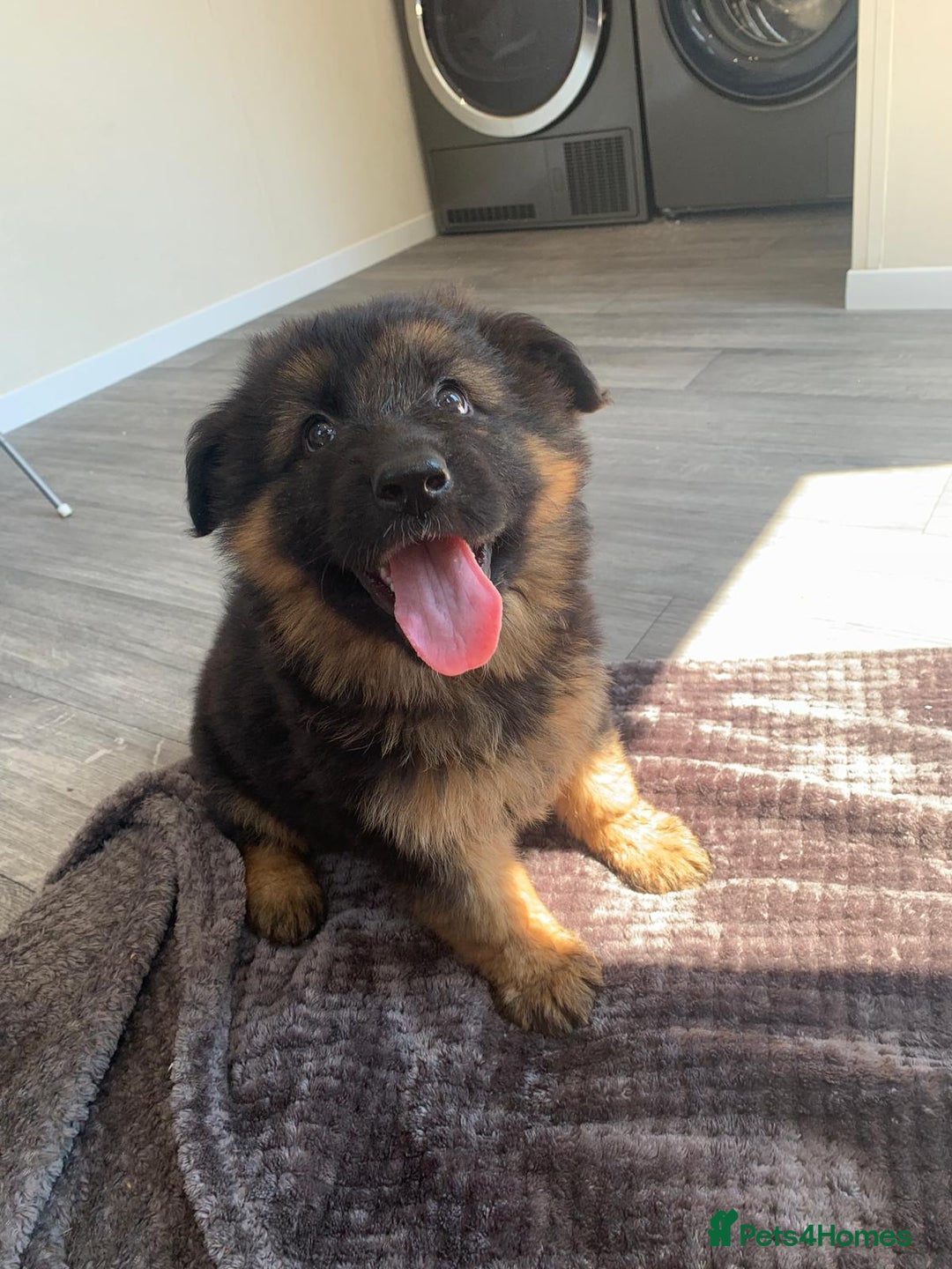 German Shepherd dogs for sale: German shepherd  - Image 3
