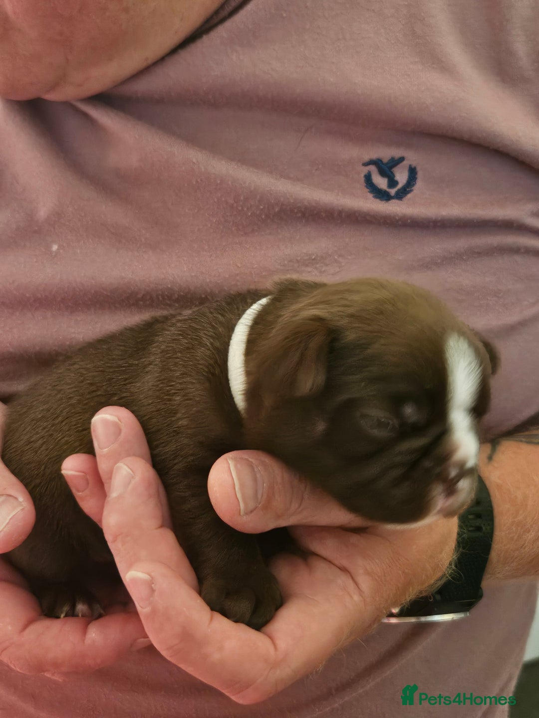 Mixed Breed dogs for sale: Frenchton Pups - Image 15