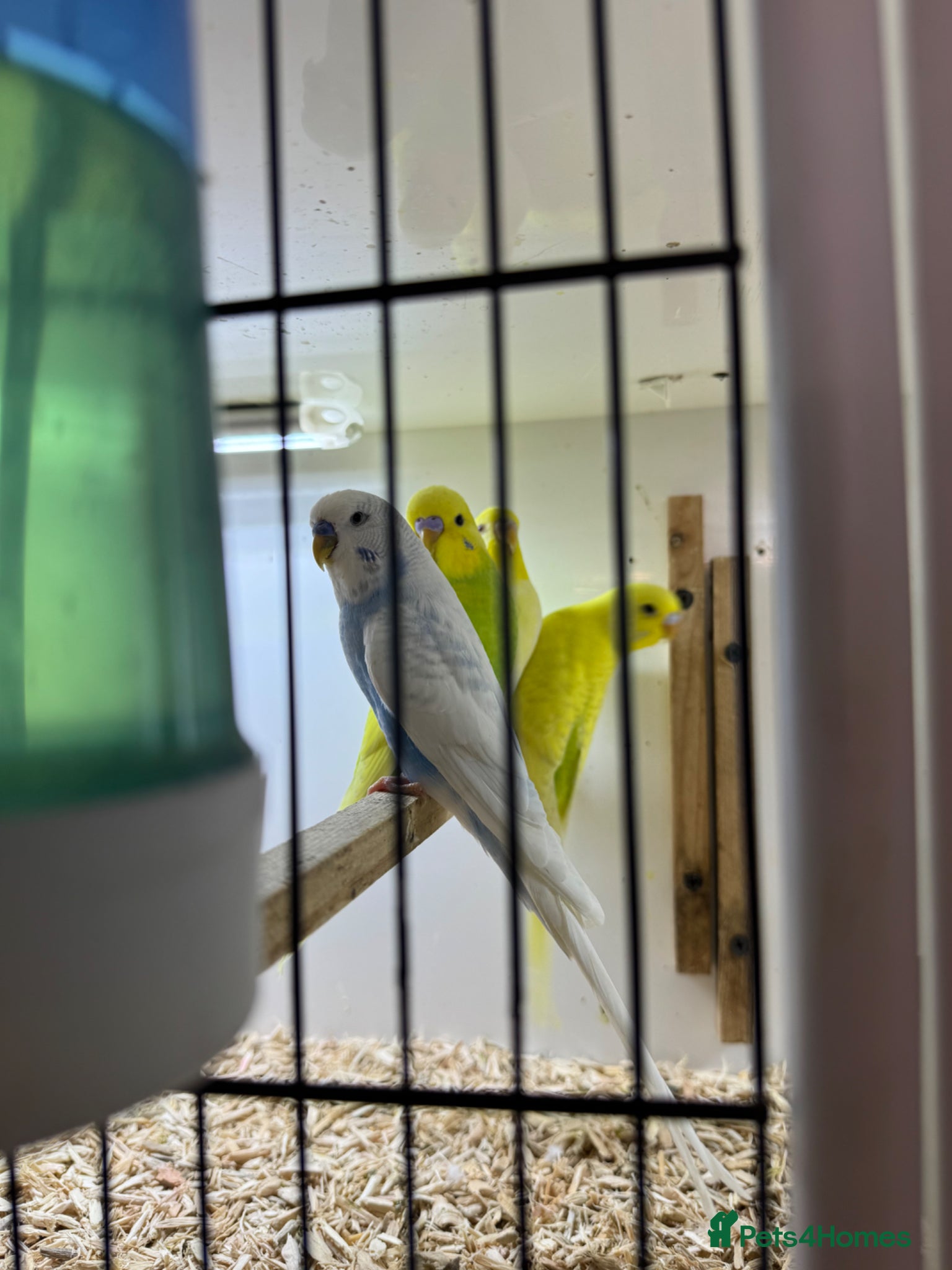 Budgerigars birds Budgies all colours  - Advert 10