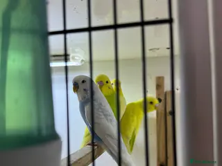 Budgerigars birds Budgies all colours - Advert 10