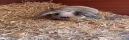 Mini Lop rabbits for sale: Mini Lop Rabbit For Sale - Advert 2