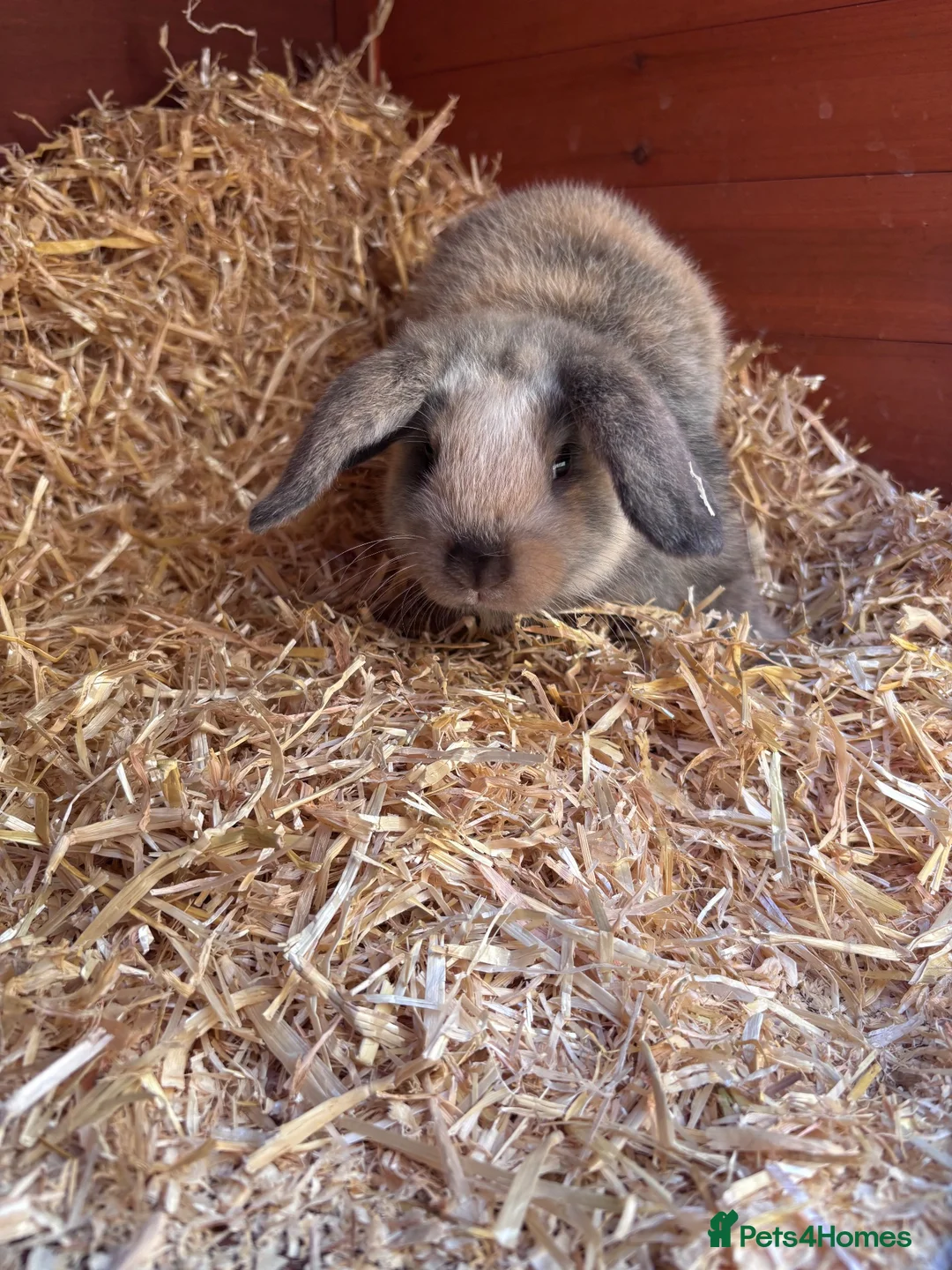 Mini Lop rabbits for sale: Mini Lop Rabbit For Sale - Advert 2