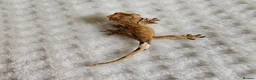 Gecko reptiles for sale: Unsexed baby crested geckos - Advert 9