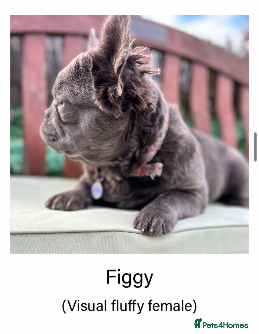 French Bulldog dogs for sale: Visual Fluffy Frenchie KC reg - Advert 4