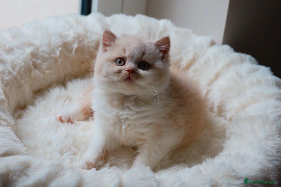 British Shorthair cats for sale: British Shorthair Kittens - Reg & Licensed  - Advert 8