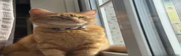 British Shorthair cats for sale: Tigger needs a new loving home  - Advert 8