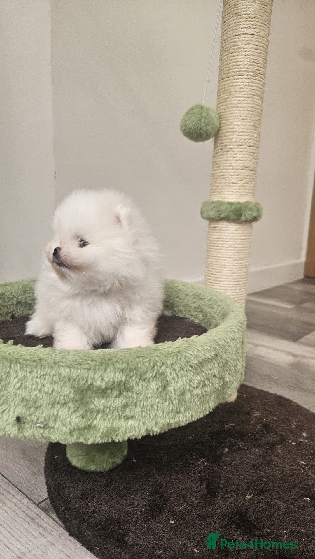 Pomeranian dogs for sale: Little beautiful pomeranians Tamworth  - Advert 3