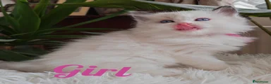 Ragdoll 8
