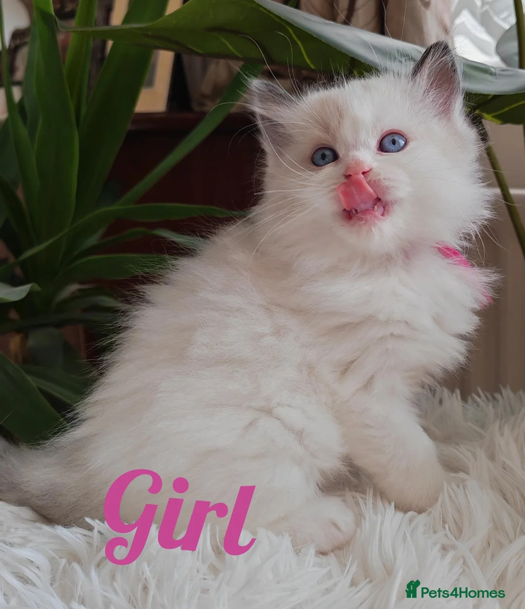 Ragdoll cats for sale: PUREBRED RAGDOLL KITTENS GCCF REGISTERED  - Advert 27