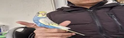 Budgerigars birds for sale: Super hand tamed baby budgies  - Advert 5