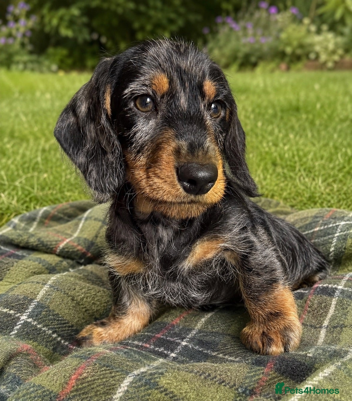 Dachshund dogs Wirehaired Dachshund Tweenies - Advert 1