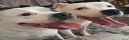 Staffordshire Bull Terrier dogs for sale: 3 beautiful boys and 1 gorgeous girl  in Preston - Advert 2